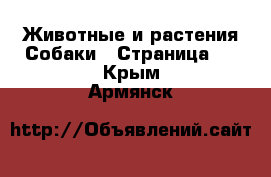 Животные и растения Собаки - Страница 4 . Крым,Армянск